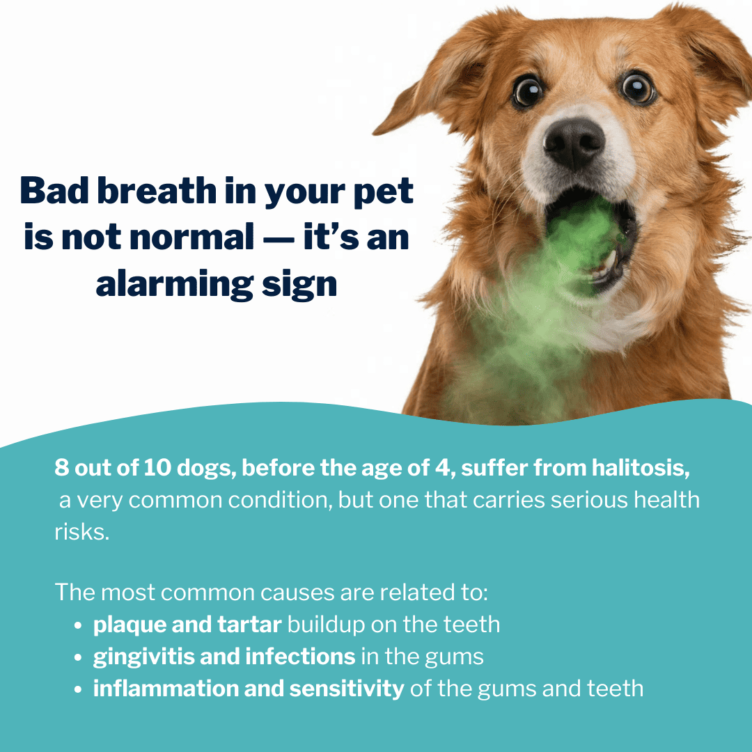 SmileyPaw™ Protects Against Dental Diseases